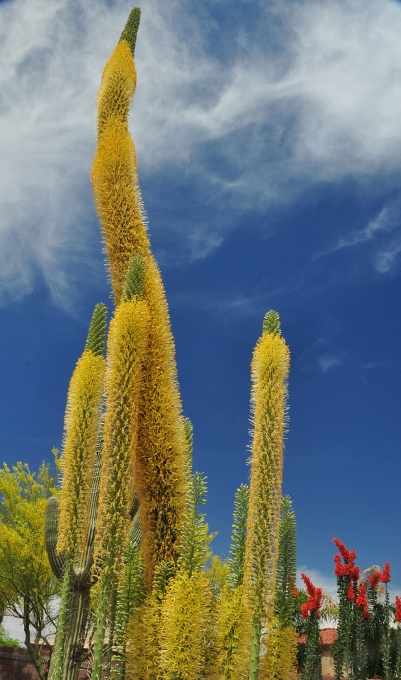 the tall yellow stalks of an agave century plant